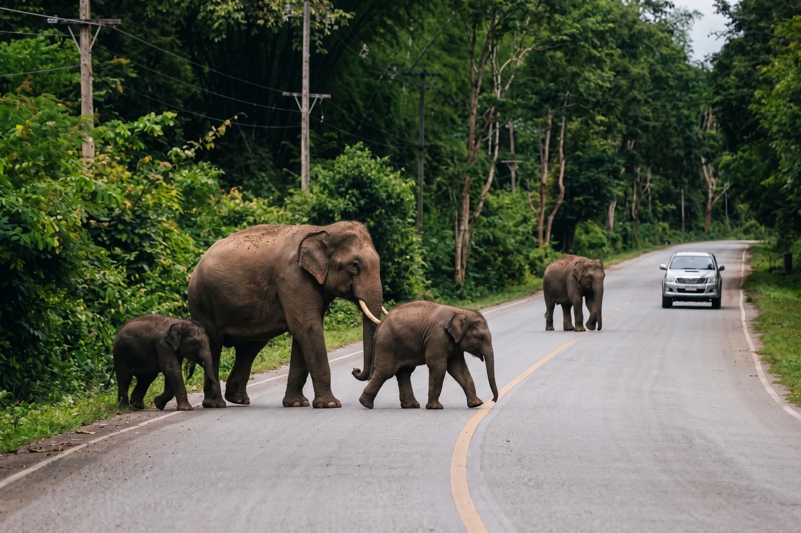 Wild elephants crossing a countryside road in the hills near Hua Hin